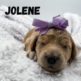 Jolene - Apricot female Goldendoodle puppy in Eagle Mountian, Utah from The Puppy Family