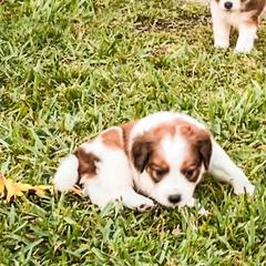 Nederlandse Kooikerhondjes from Kooikerhondjes van Maas en Waal