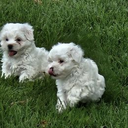Coton de Tulear Puppies from Ferne's Kintana Cotons