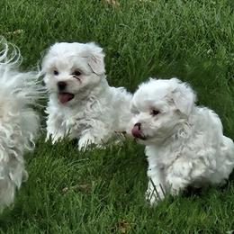 Coton de Tulear Puppies from Ferne's Kintana Cotons