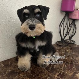 Raiden - Black and silver male Miniature Schnauzer puppy in San Antonio, Texas from Texas Blessed Schnauzers