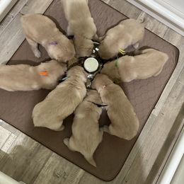 Golden Retriever Puppies from Jms Goldens