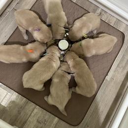 Golden Retriever Puppies from Jms Goldens