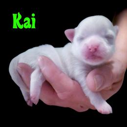 Kai - White female Mal-Shi puppy in Belleville, Michigan from Michigan Maltese Puppies