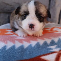 Female 5 Dot - Sable female Pembroke Welsh Corgi puppy in Bakersfield, California from Kern River Corgis
