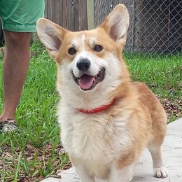 Frank - Pembroke Welsh Corgi