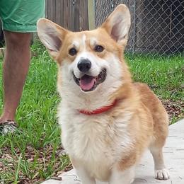 Frank - Pembroke Welsh Corgi