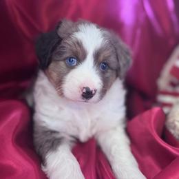 Boy 2 - Blue merle male Miniature Australian Shepherd puppy in Granbury, Texas from Jubilee Acres
