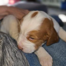 Morgan - Orange roan male Brittany puppy in Stillwater, Oklahoma from Kennel de Fowler