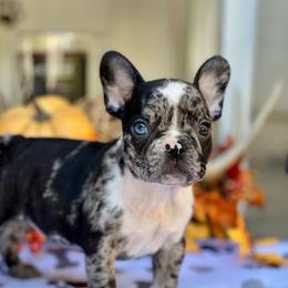 Pixie - Black and tan female French Bulldog puppy in Hardy, Arkansas from Caring Hearts Kennel