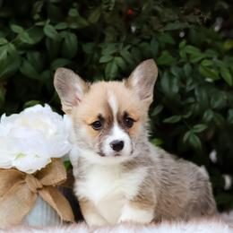 Green collar - Red male Pembroke Welsh Corgi puppy in Caliente, California from Rafter Cross 7