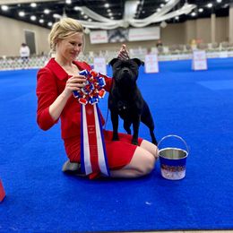 Staffordshire Bull Terrier All Grown Up from Theatric Staffords
