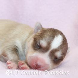 Male 3 - Red and white male Pomsky puppy in Centerville, Iowa from LJ Kennels Pomskies, LLC