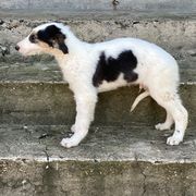 Borzoi Puppies from Ivanhoe Borzoi