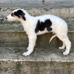Borzoi Puppies from Ivanhoe Borzoi