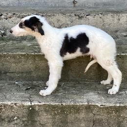 Borzoi Puppies from Ivanhoe Borzoi