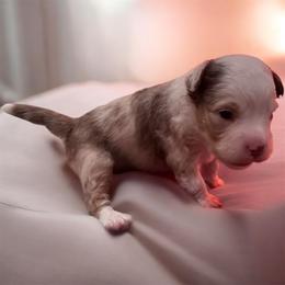 Mighty Mac - Red merle male Miniature American Shepherd puppy in Rockford, Illinois from Andover Aussies