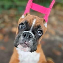 Boxer Puppies from Archangel Boxers