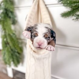 Fraser - Bernedoodle puppy from Willow & Co.