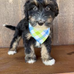 Thorn - Black tri-color male Aussiedoodle puppy in Eastland, Texas from H5 Mini Doodles