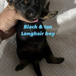 Akc Bud - Black and tan male Dachshund puppy in Whitesboro, Texas from Joanie's Tickled Pink Puppies