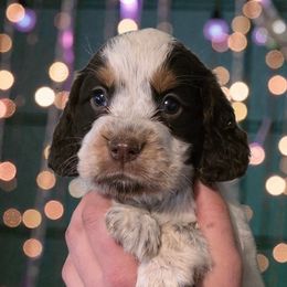 Pooh bear - Tri-Roan male English Springer Spaniel puppy in Florida from Thunderbird Springers