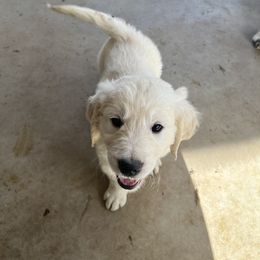Golden Retriever Puppies from Sunshine Mountain Retrievers