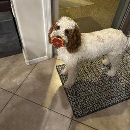 Goldendoodle All Grown Up from Goldendoodle AZ