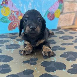 Smoke - Black and tan male Dachshund puppy in Hawley, Texas from Foxy’s Dachshunds & Toy Aussies