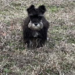Girl 2 - Black and silver female Miniature Schnauzer puppy in Center Ridge, Arkansas from J Bar B Kennels