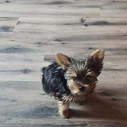 Pomeranian and Yorkshire Terrier Puppies from Pam Ackley