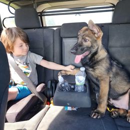 German Shepherd Puppies from Royalty German Shepherds