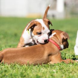 Staffordshire Bull Terrier Puppies from Vivace Staffords