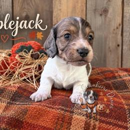 Applejack - Piebald male Dachshund puppy in Hockley, Texas from Shans Down Home Doxies