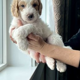 Goldendoodle Puppies from Snugglesndoodles