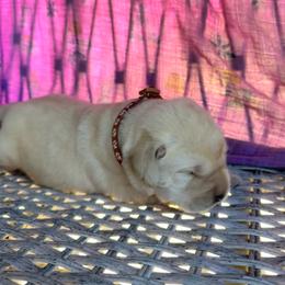 Banana - Yellow male Labrador Retriever puppy in Marietta, South Carolina from Trust in the Lord Labradors