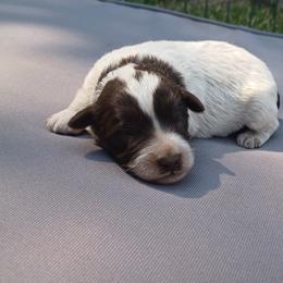 Cowboy (brown and white) - Brown male Schnoodle puppy in Milton Freewater, Oregon from Rose Brook Family Farms