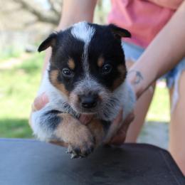 Hades - Blue male Australian Cattle Dog puppy in Colbert, Oklahoma from LoveAHeeler