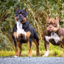 American Bully Puppies from Sky River Bullies