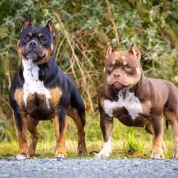American Bully Puppies from Sky River Bullies