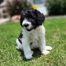 Bernedoodle Puppies from Oklahoma Doodles