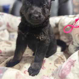 Miss Pink - Black and tan female German Shepherd puppy in Berlin, Wisconsin from Gypsy Miracle Kennels