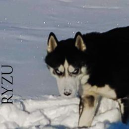 Siberian Husky Puppies from Xk siberians