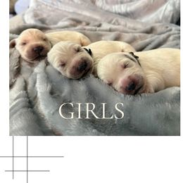 Girl 2 - Light golden female Golden Retriever puppy in Murrieta, California from Golden Haven