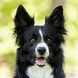 Dos - Border Collie