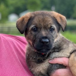 Boy 1 - Sable male German Shepherd puppy in Louisville, Kentucky from Barrage K9