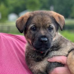 Boy 1 - Sable male German Shepherd puppy in Louisville, Kentucky from Barrage K9