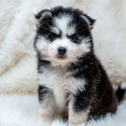 Blue King - Black and white male Pomsky puppy in Spring City, Pennsylvania from Pomsky Power Puppies