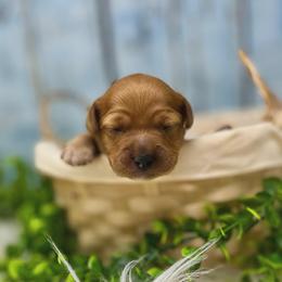Australian Labradoodle Puppies from Fancy Pants Labradoodles