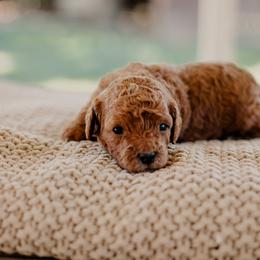 Goldendoodle and Sheepadoodle Puppies from Red River Goldendoodles